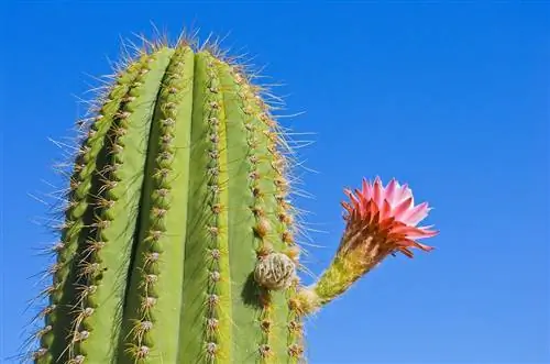 Echinopsis terschekkii быстро растет.