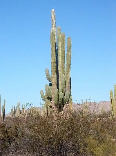 Pachycereus pringlei достигает десяти метров в высоту.