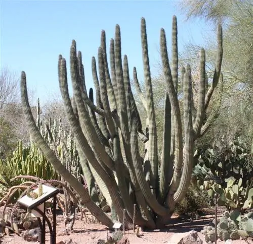 Stenocereus thurberi - кактус.