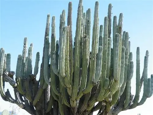 Вид на Pachycereus weberi