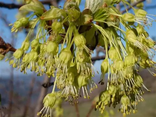 Acer opalus - листопадное дерево