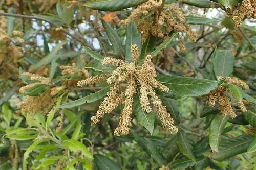 Цветки Quercus ilex желтоватые.