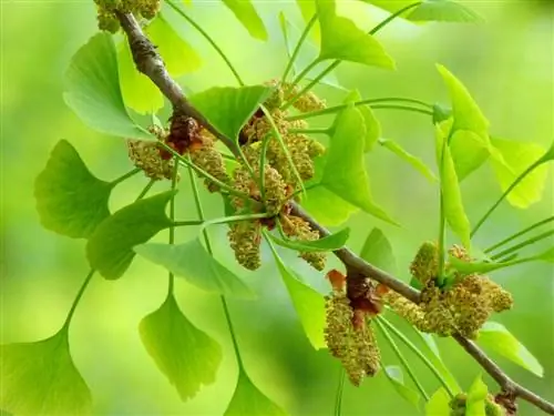 Вид на цветы гинкго