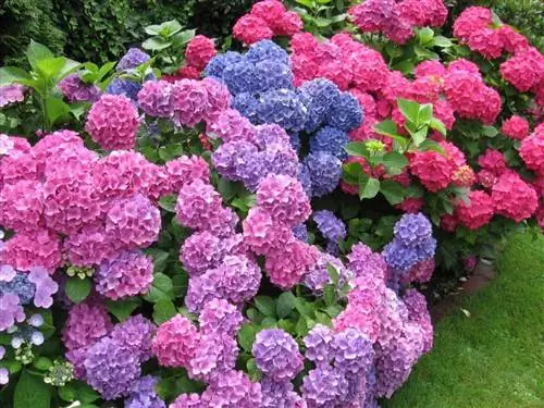 Гортензии цветут круглый год.