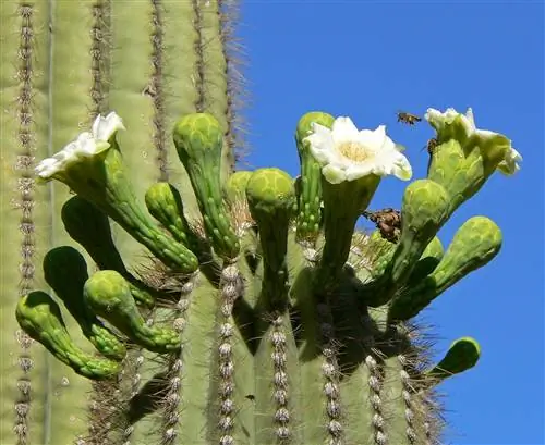 Сагуаро (Carnegiea gigantea)