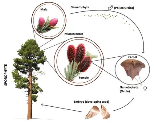 Цикл голосеменных