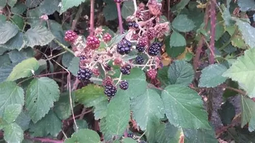 Rubus ulmifolius sivestre