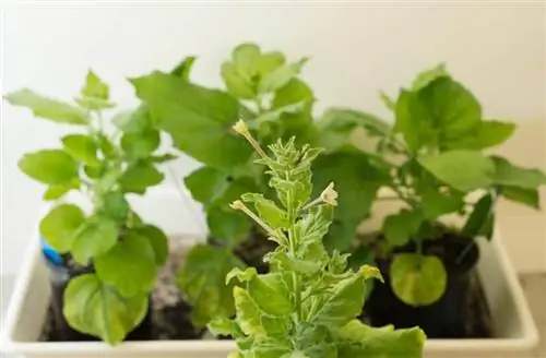 Никотиана (Nicotiana benthamiana)