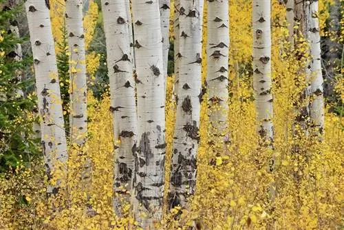 стволы дерева под названием Populus tremuloides, разновидности тополя