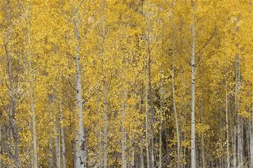 Дрожащая осина (Populus tremuloides)
