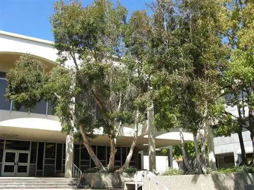 деревья посажены перед зданием