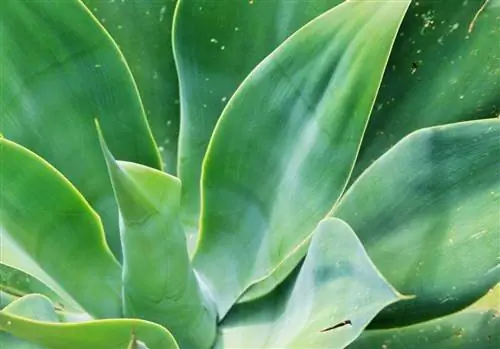Листья Agave attenuata сине-зеленые.