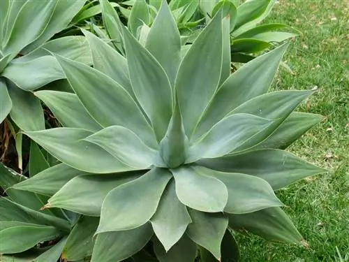 Гусиная шея (Agave attenuata)
