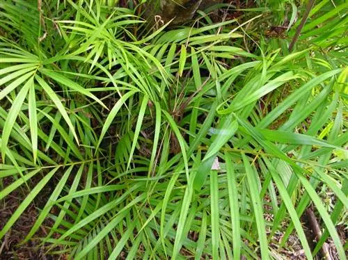 Dypsis lutescens - многоствольные пальмы.