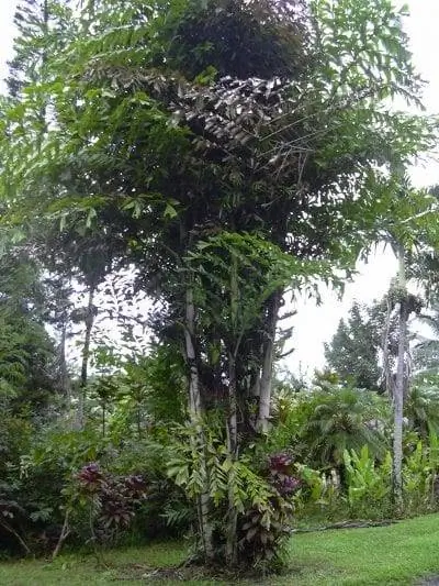 Caryota mitis многоцветковая