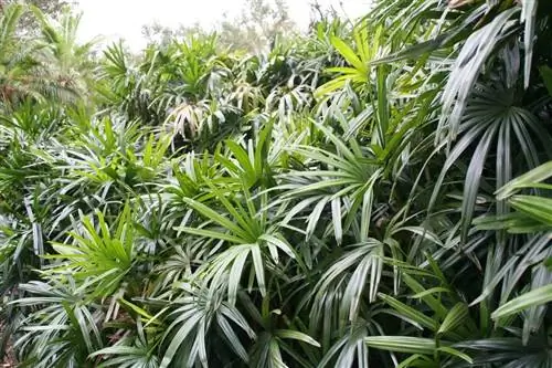 Вид на Raphis excelsa