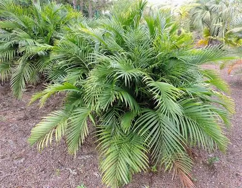 Вид на Chamaedorea cataractarum