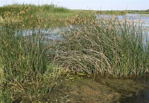 растение, произрастающее во влажных местах, называется Scirpus lacustris.