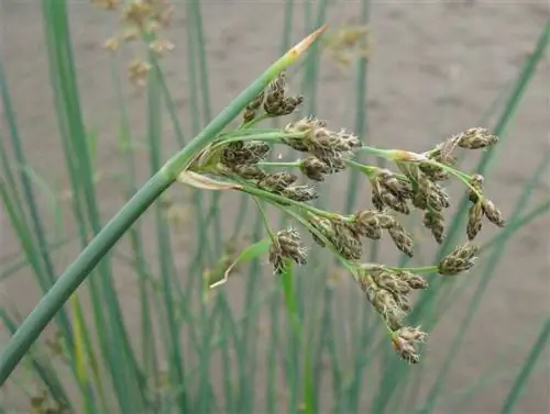 закрыть ветку растения Scirpus lacustris