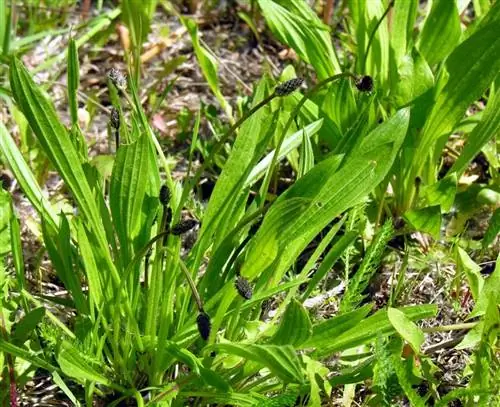 Вид на подорожник ланцетный