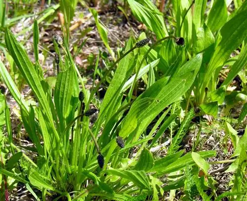 Подорожник ланцетный (Plantago lanceolata)