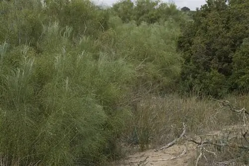 дикий кустарник под названием Retama monosperma