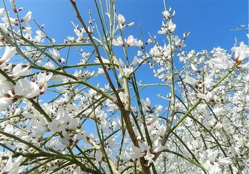 ветки куста, полные маленьких белых цветов