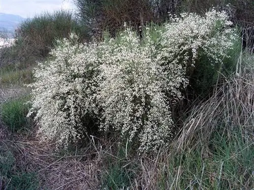Белая метла (Retama monosperma)