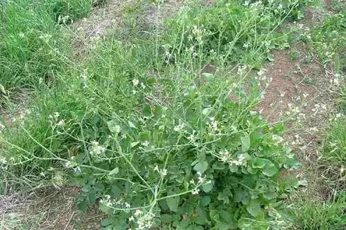 дикое растение под названием Raphanus raphanistrum