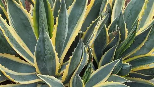 Агавы дают многочисленные побеги