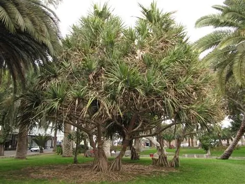 Вид на Pandanus utilis