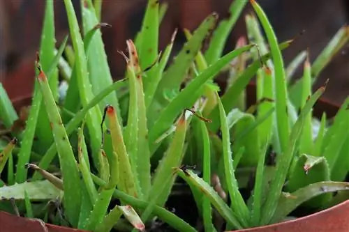 Что такое ребенок