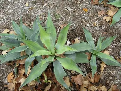 Агавы производят многочисленные присоски