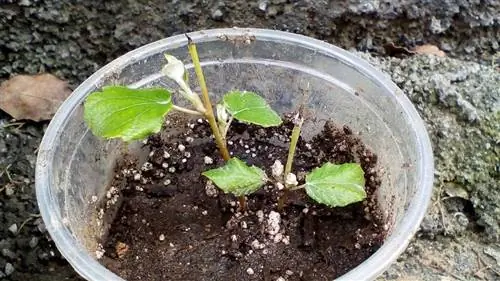 черенки белого тополя