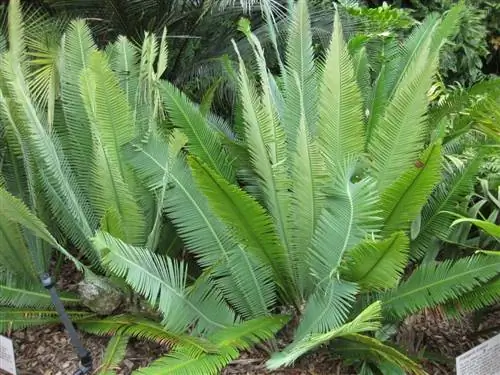 Dioon edule - кустарник