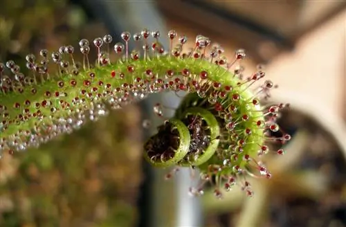 Drosera regia - плотоядное растение.