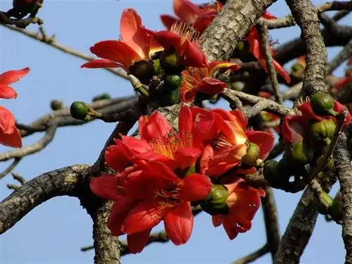 Bombax ceiba - тропическое дерево.