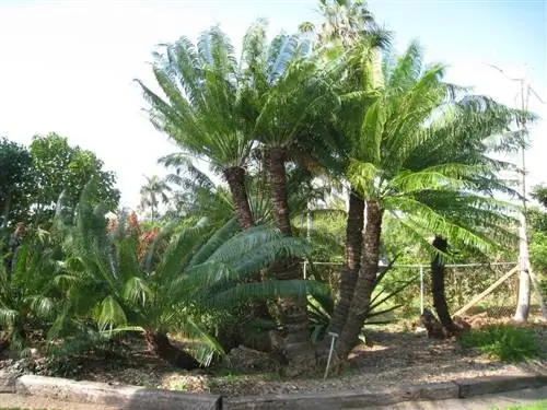 Cycas circinalis - очень красивое растение.