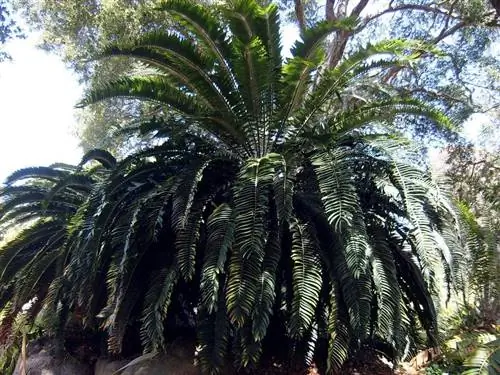 Encephalartos woodii - саговник.