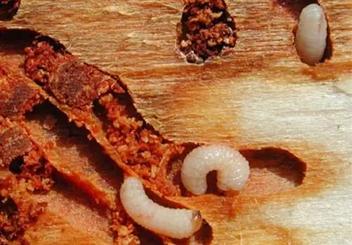 личинки мотылька