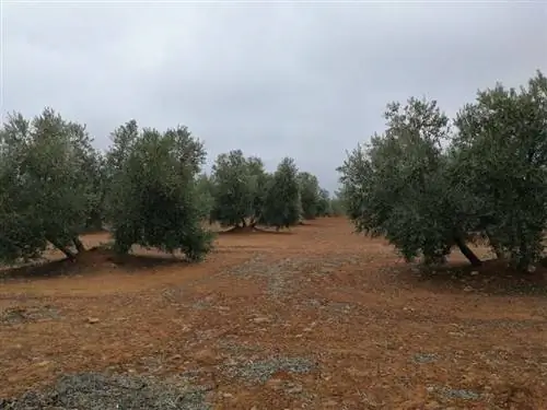 оливковые вредители