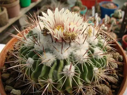 Вид на белый стенокактус