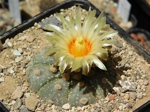 Вид на Astrophytum asterias