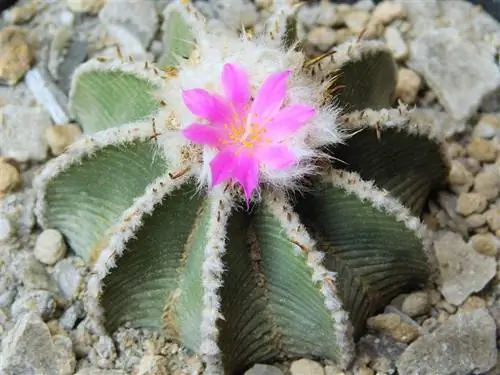 Вид на Aztekiumhintonii