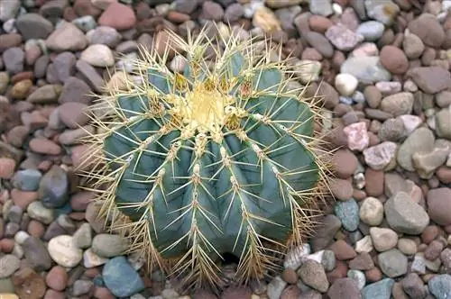 Вид на Ferocactus glaucescens
