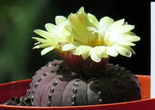 Frailea castanea - коллекционный кактус.