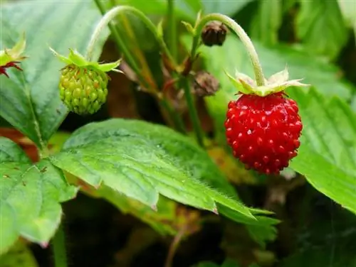 Fragaria vesca - многолетнее растение.