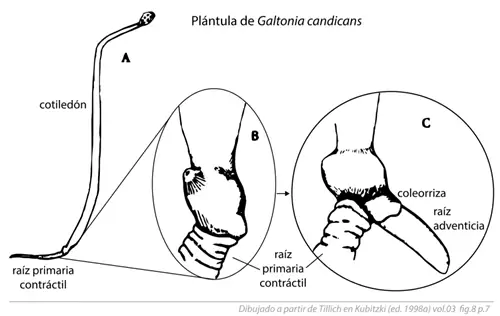 Изображение адвентивного корня