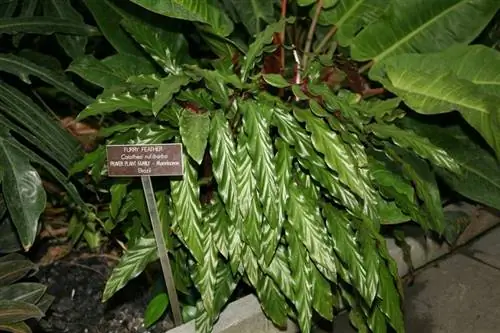 ланцетовидные листья Calathea rufibarba