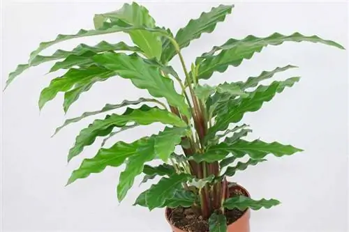 Калатея (Calathea rufibarba)